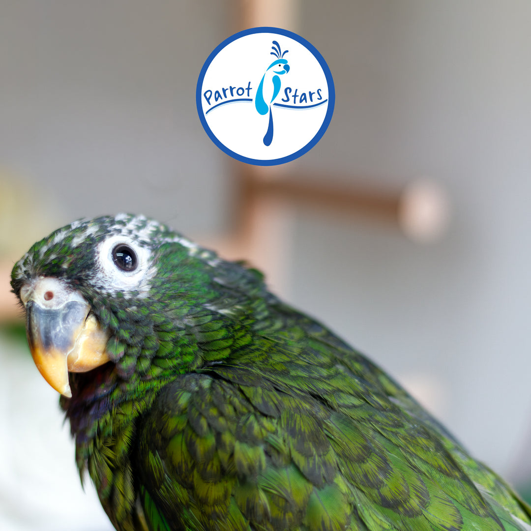 Maximilian Pionus - Female #PS8513