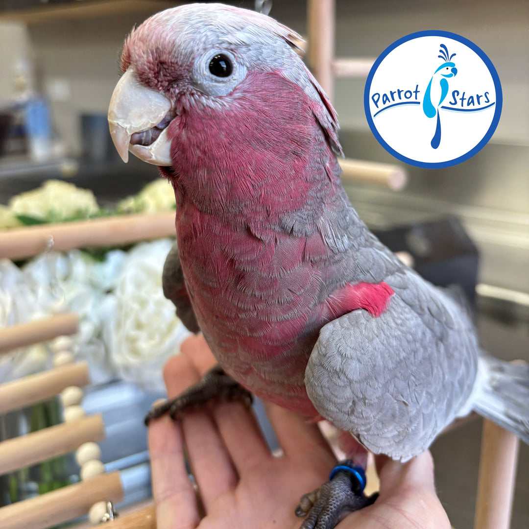 Rose-Breasted Cockatoo - Female #PS8514