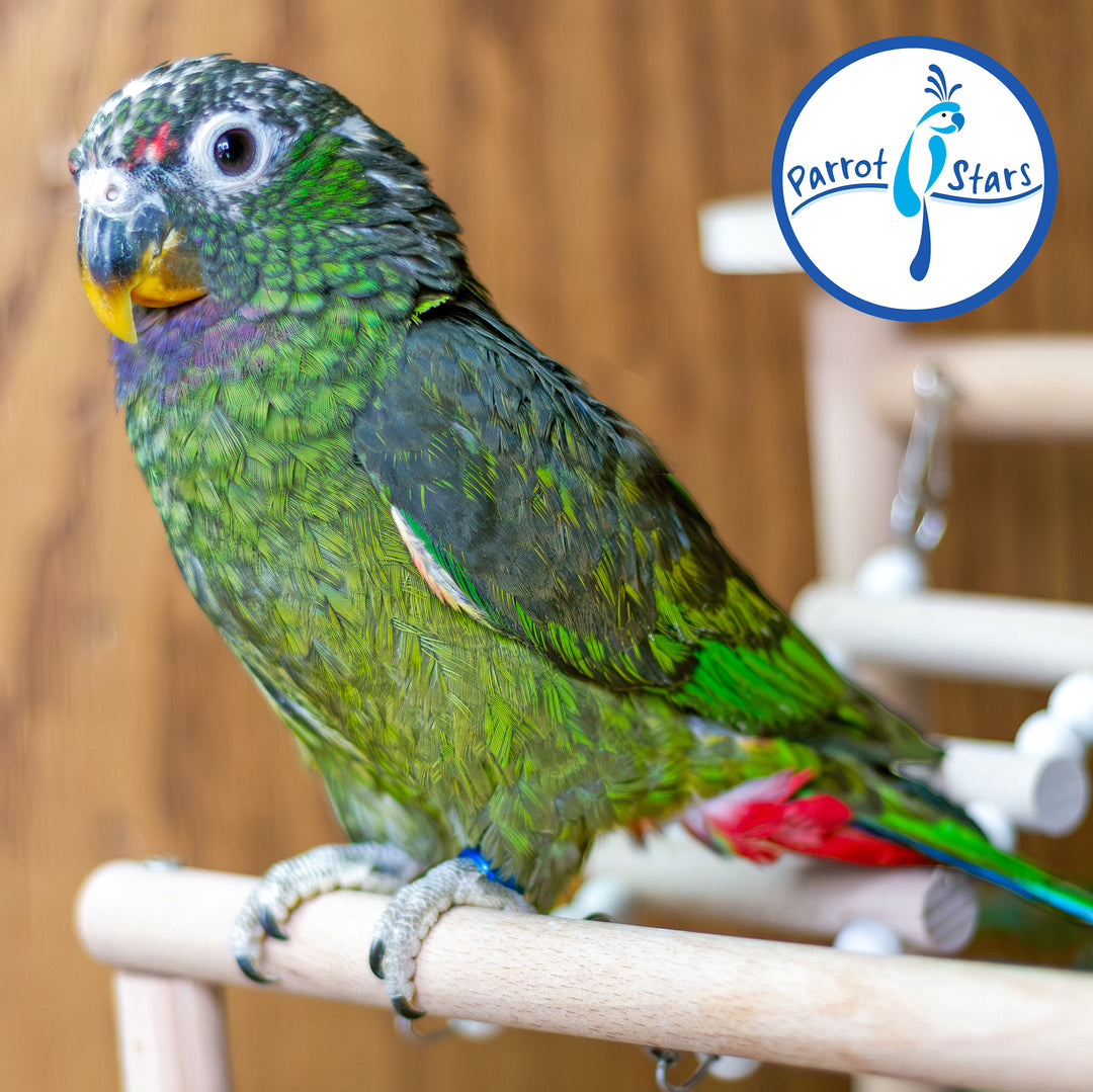 Maximilian Pionus - Male #PS8515