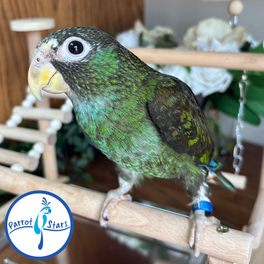 White-Capped Pionus - Female #PS8527