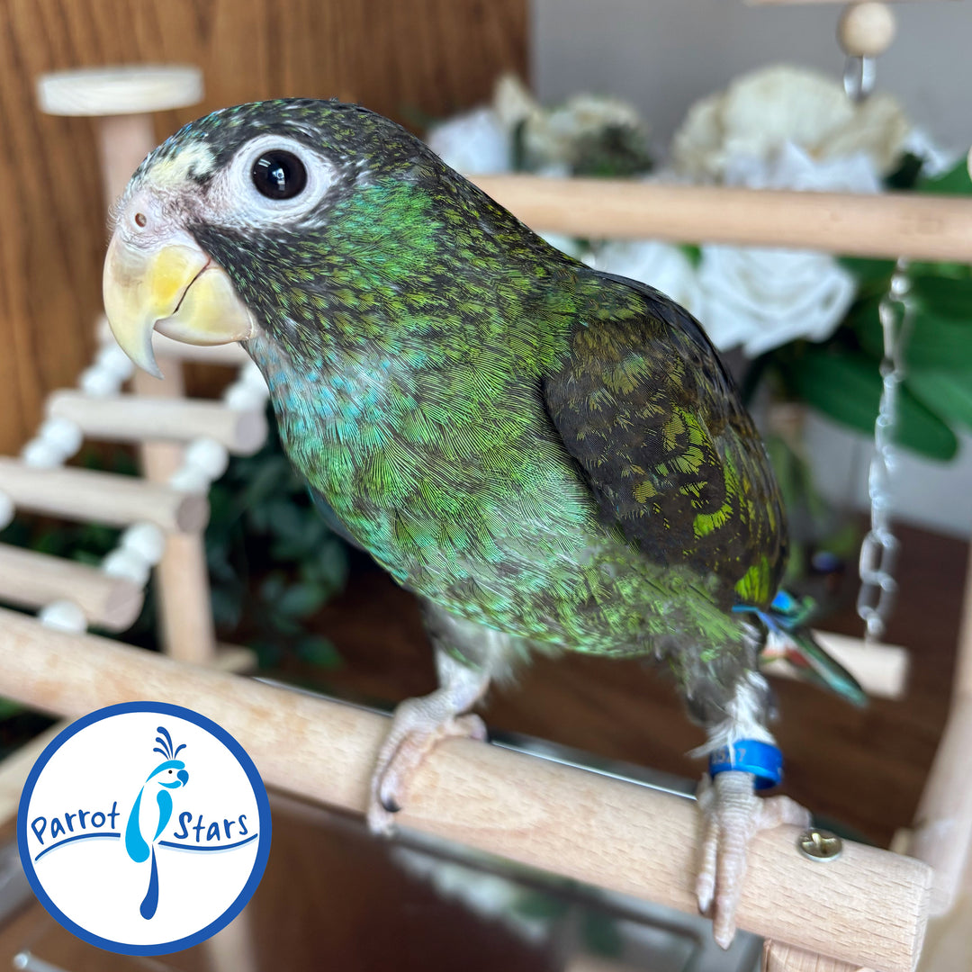 White-Capped Pionus - Female #PS8527