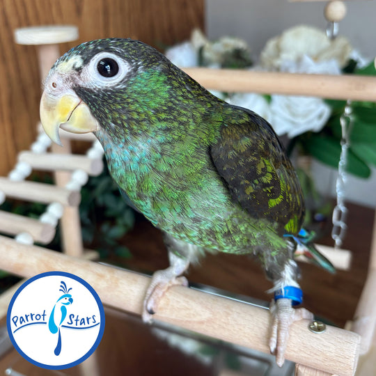 White-Capped Pionus - Female #PS8527