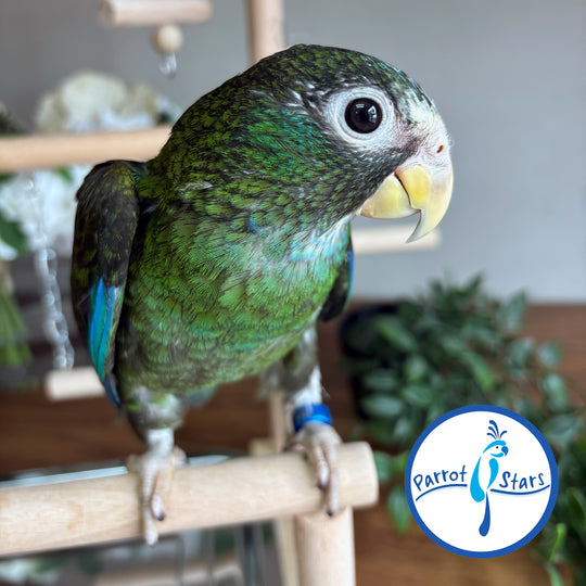 White-Capped Pionus - Female #PS8527