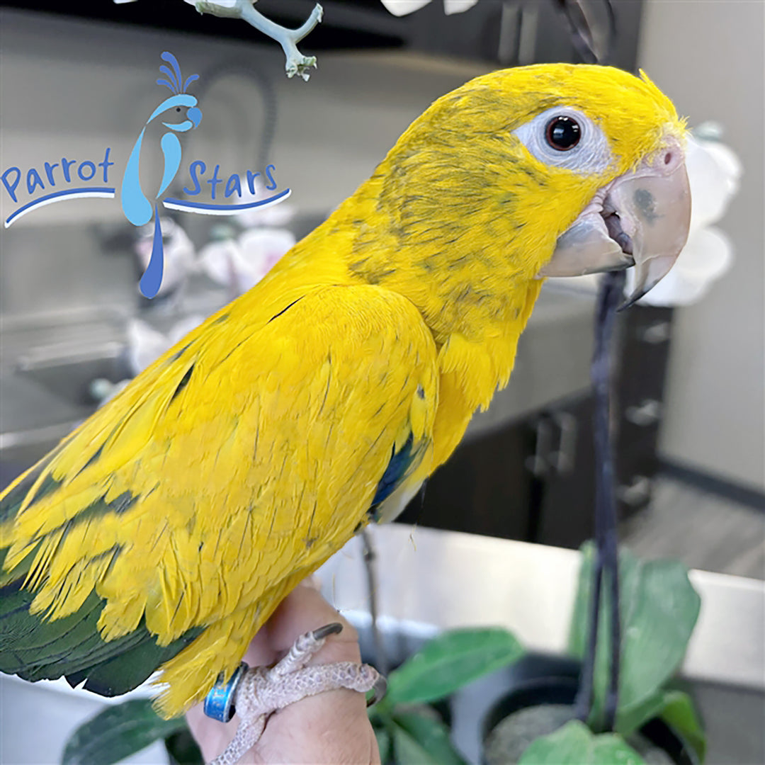Golden Conure - Queen of Bavaria - Male #PS8727