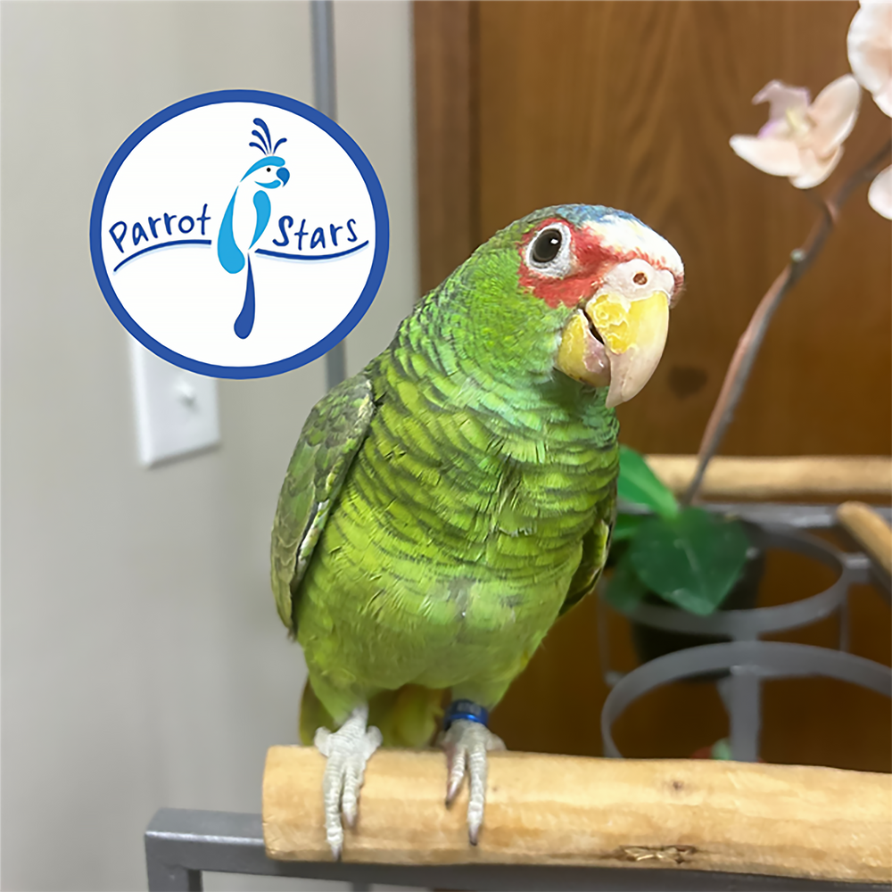 White-Fronted Amazon - Female #PS8763