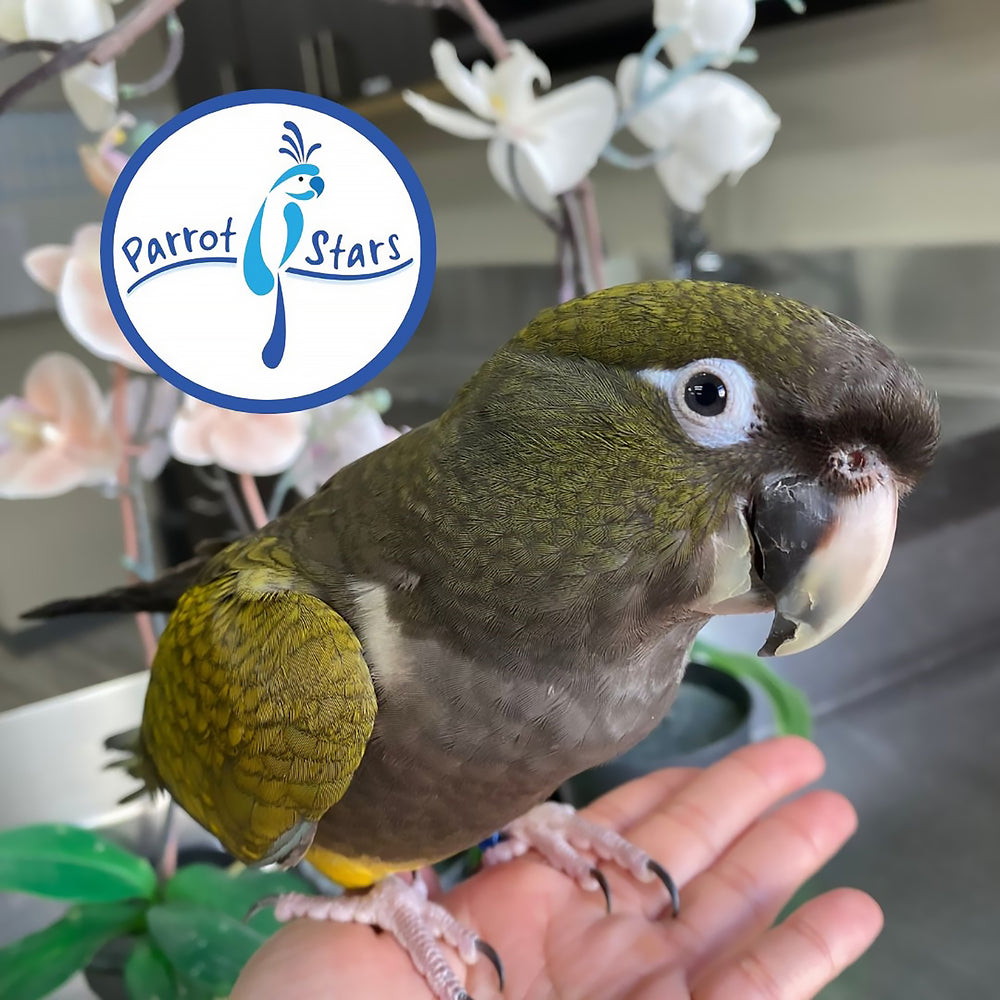 Patagonian Conure - Male #PS8764