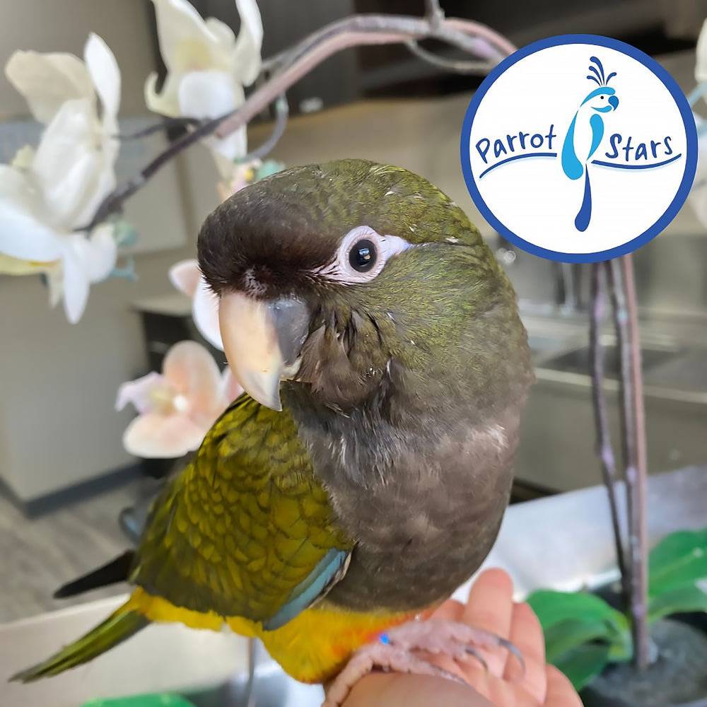 Patagonian Conure - Male #PS8774