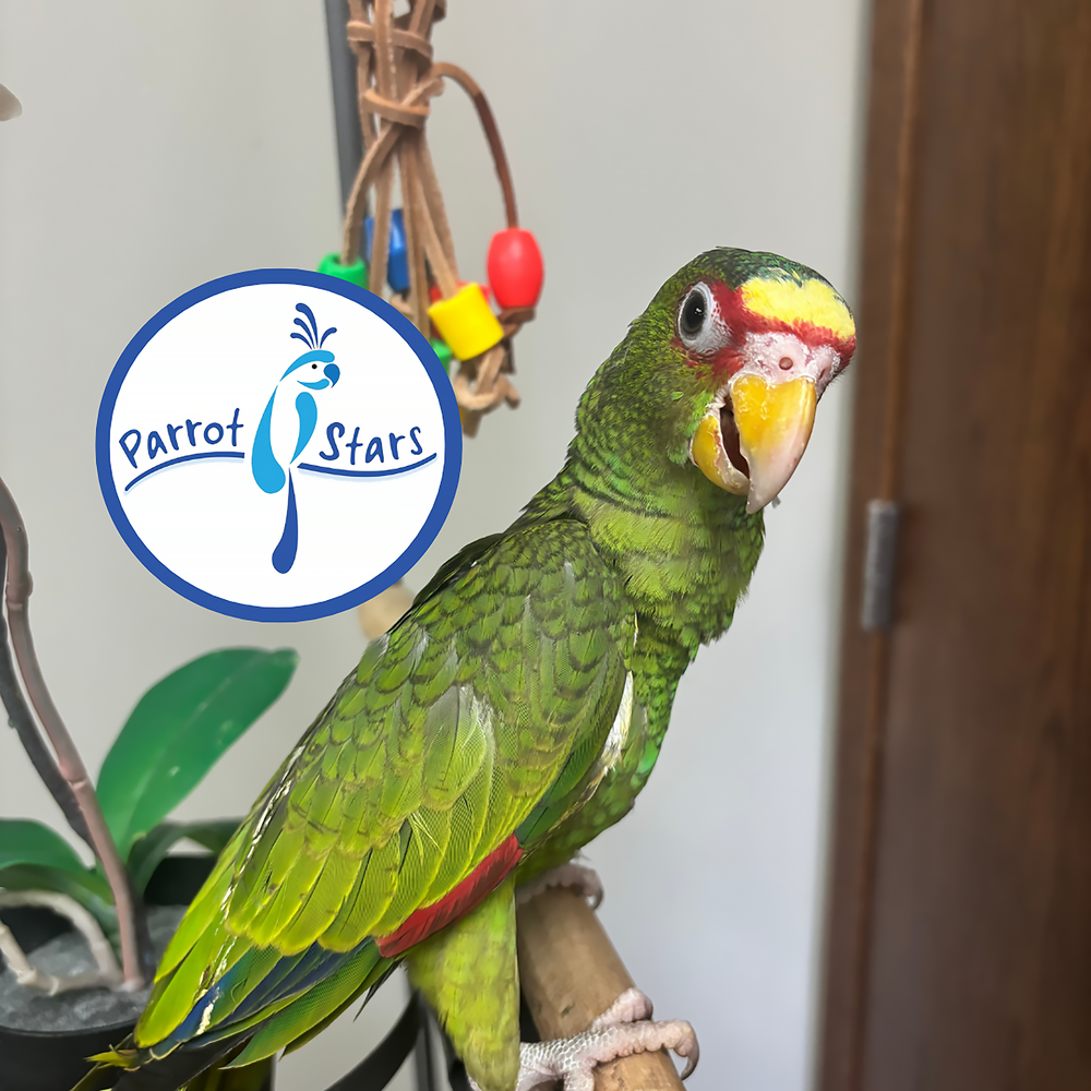 White-Fronted Amazon - Male #PS8785
