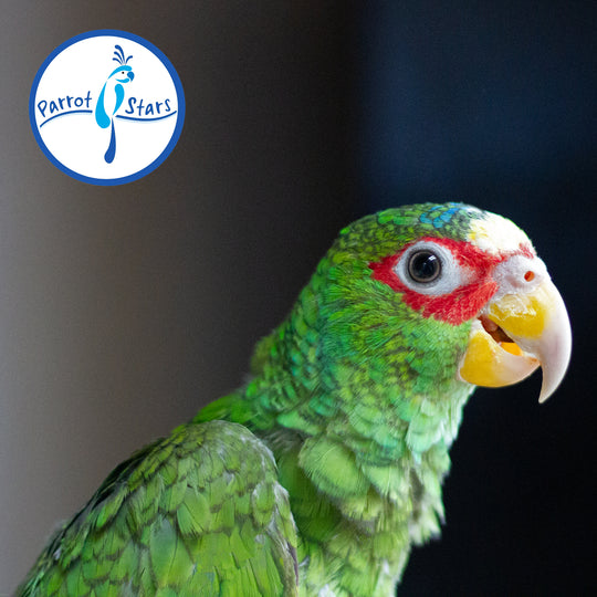 White-Fronted Amazon - Male #PS8788