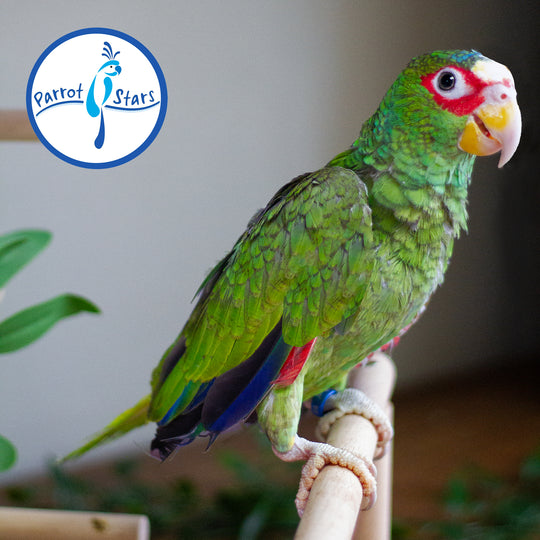 White-Fronted Amazon - Male #PS8788