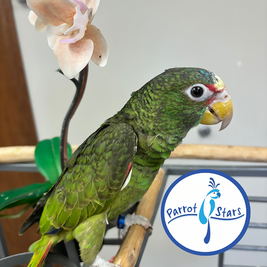 White-Fronted Amazon - Male #PS8790