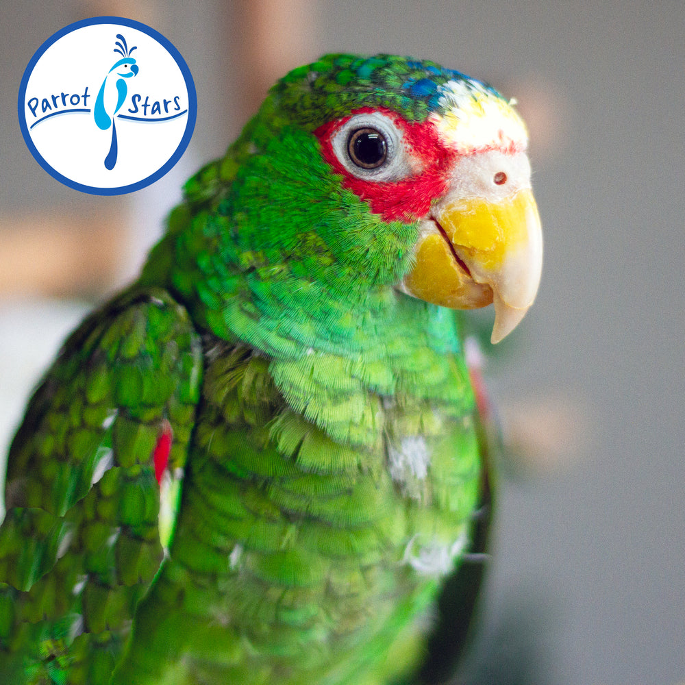White-Fronted Amazon - Male #PS8790