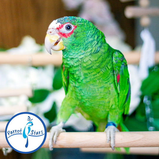 White-Fronted Amazon - Male #PS8790