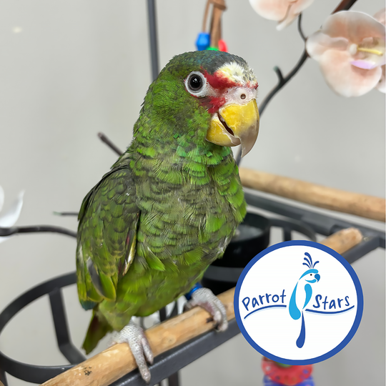 White-Fronted Amazon - Male #PS8794