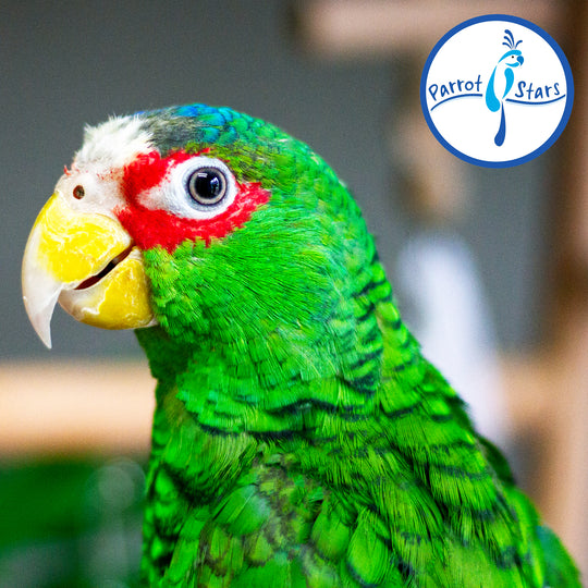 White-Fronted Amazon - Male #PS8794