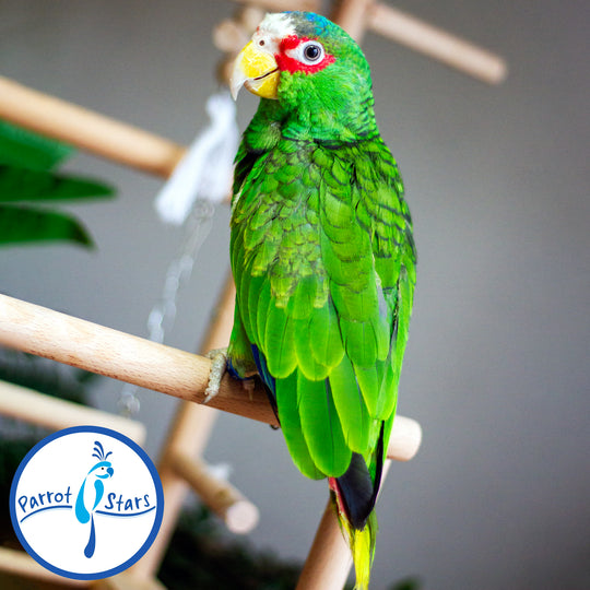 White-Fronted Amazon - Male #PS8794