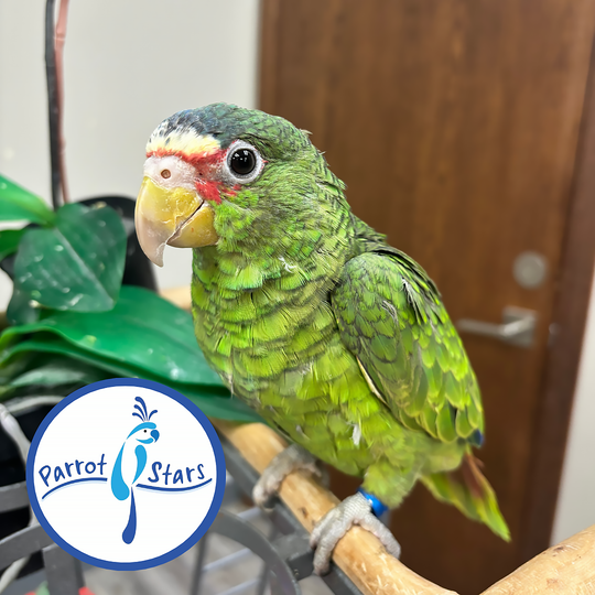 White-Fronted Amazon - Female #PS8795