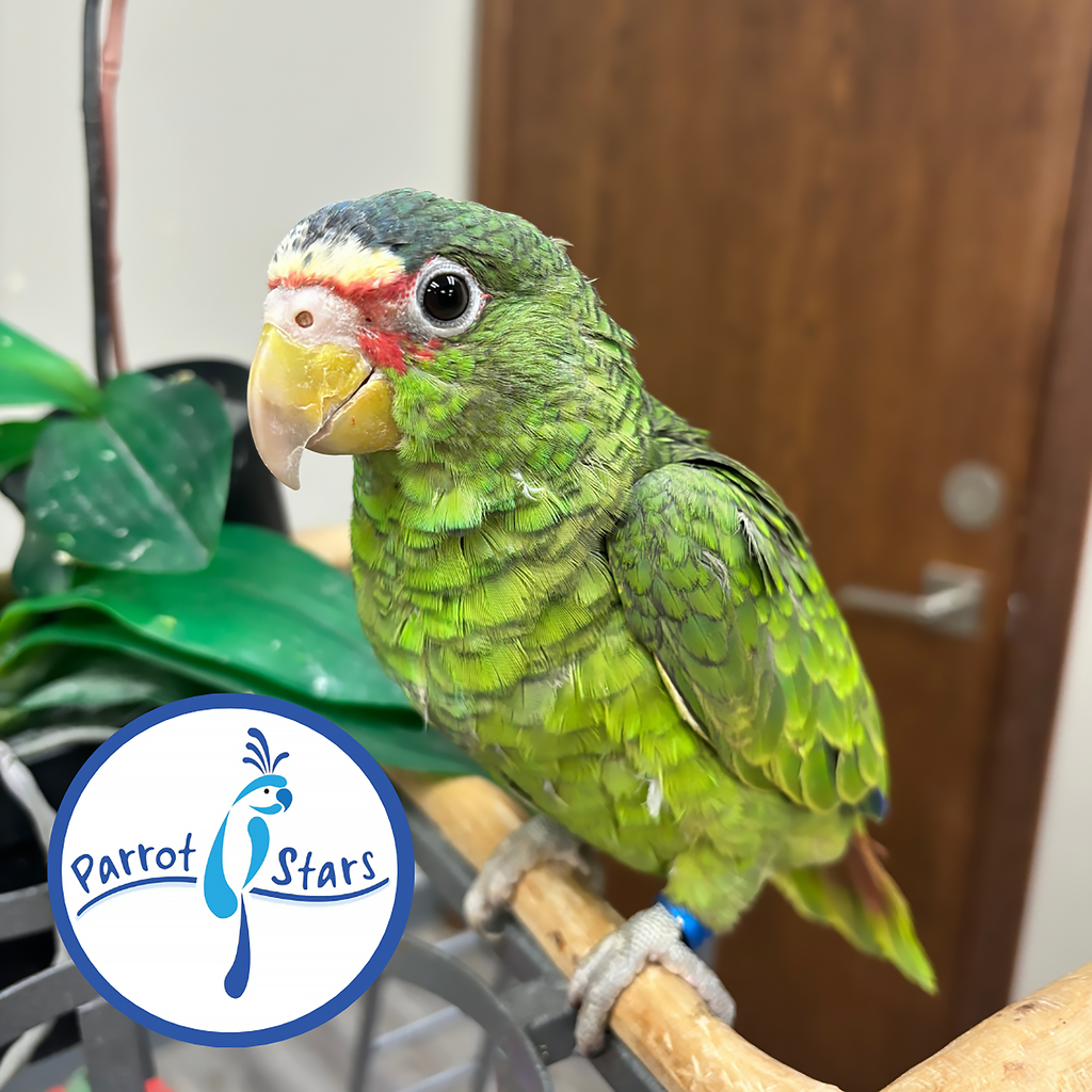 White-Fronted Amazon - Female #PS8795 – Parrot Stars
