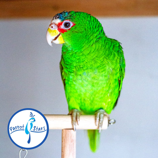 White-Fronted Amazon - Female #PS8795