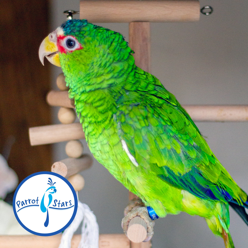 White-Fronted Amazon - Female #PS8795