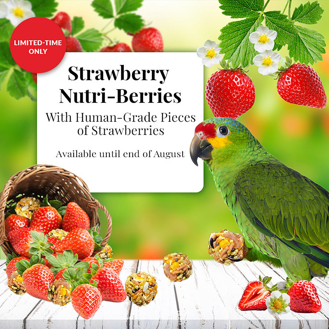 Lafeber's Strawberry Nutri-Berries for Parrots - 10oz