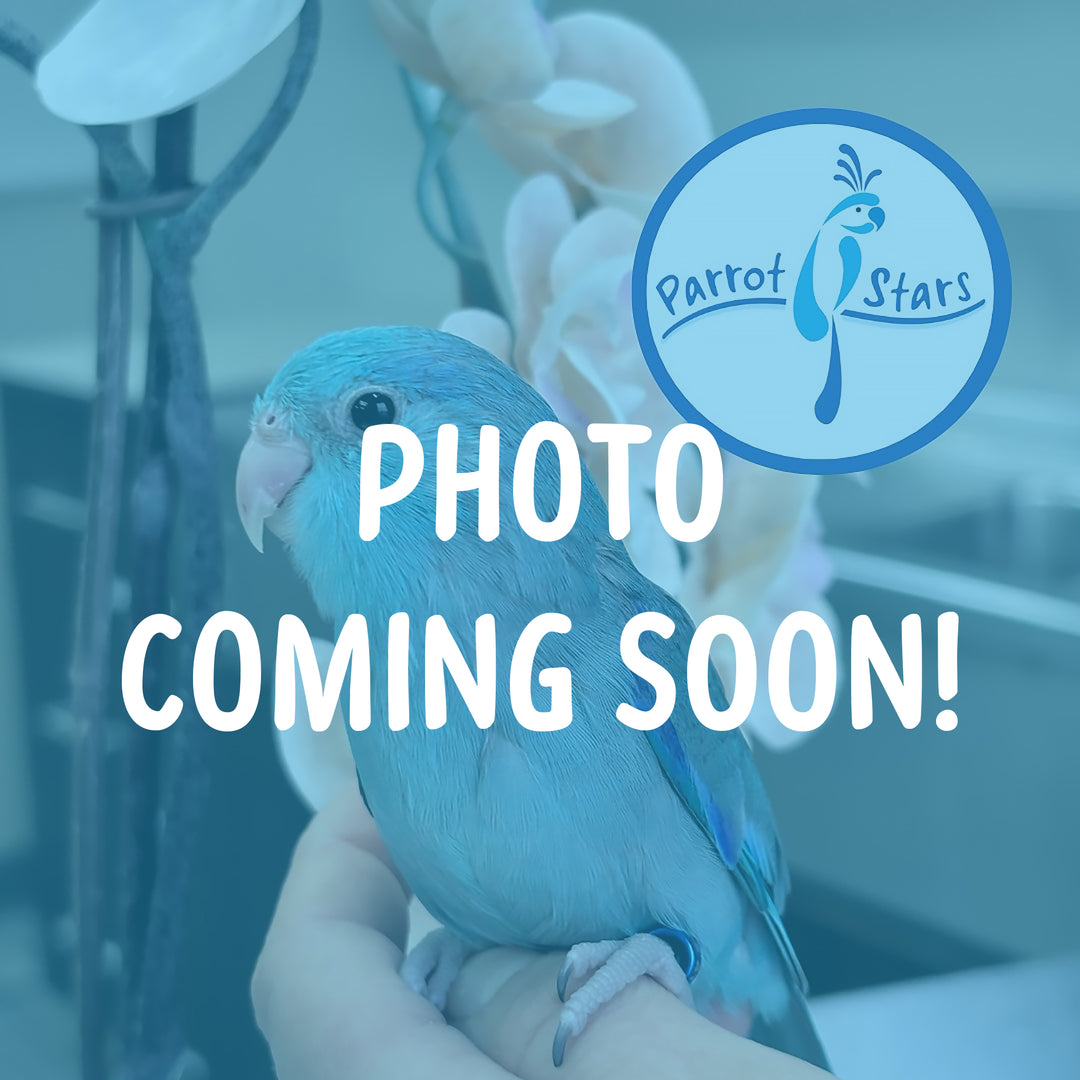 Parrotlet - Turquoise Pied - Female #PS4089