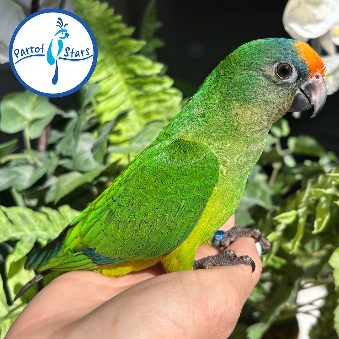 Peach-Fronted Conure - Female #PS4641