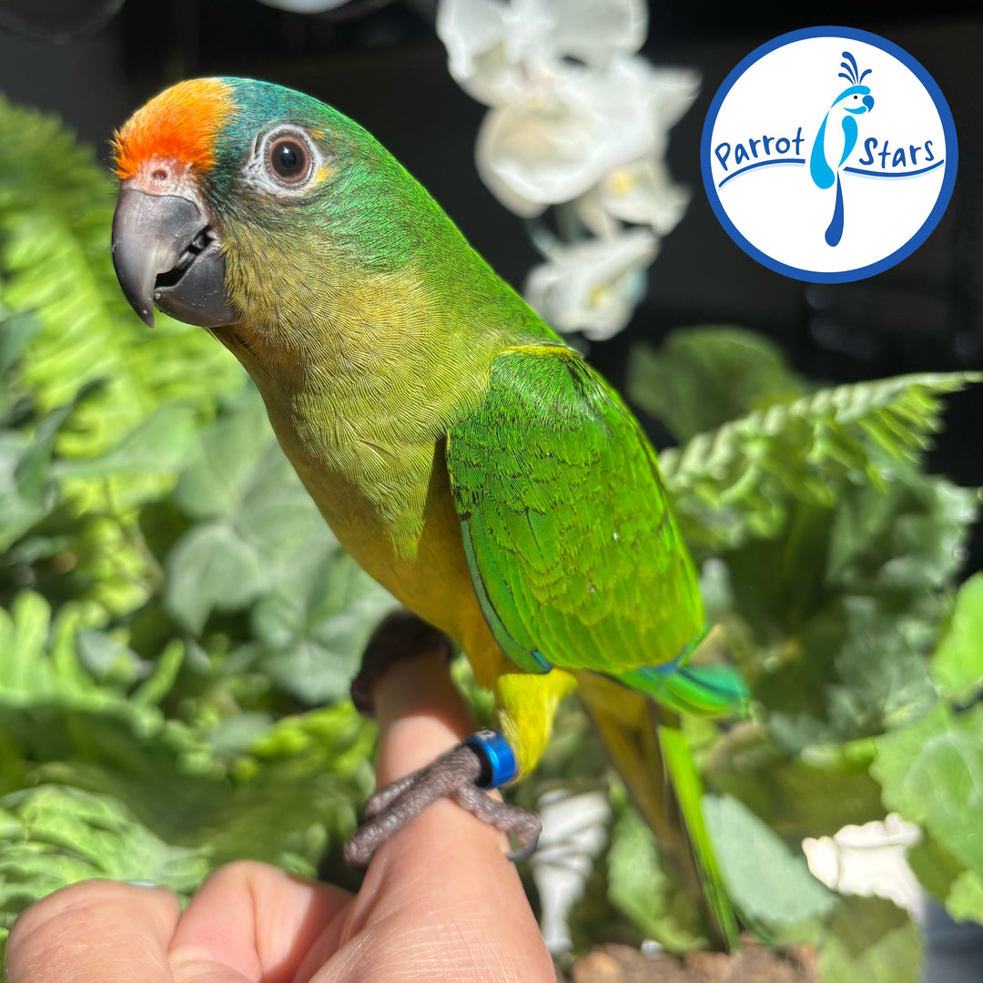 Peach-Fronted Conure - Female #PS4642