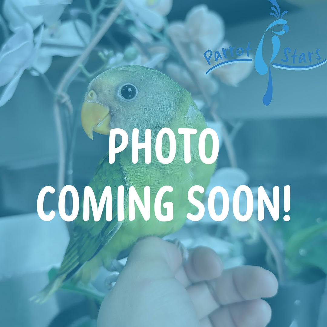 Plum-Headed Parakeet - Female #PS4695