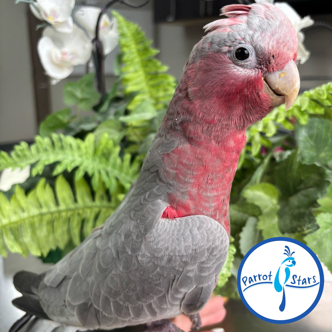 Rose-Breasted Cockatoo #PS8504
