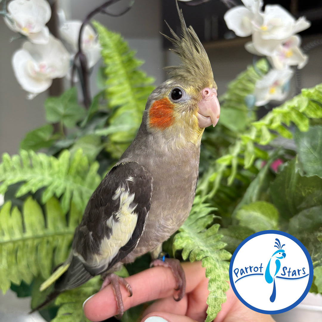 Cockatiel - Grey - Male #PS4672