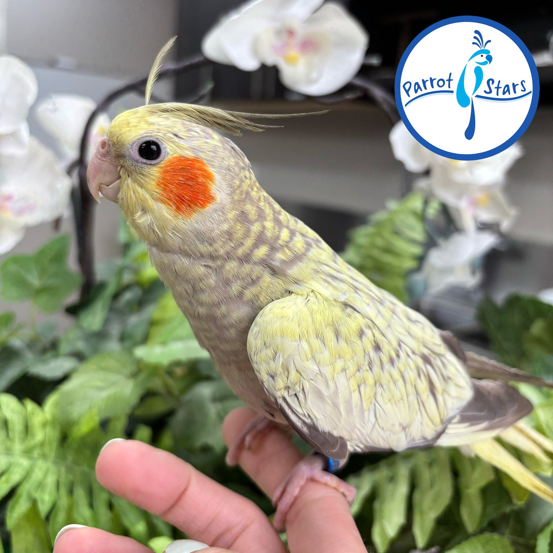 Cockatiel - Cinnamon Pearl - Female #PS4675
