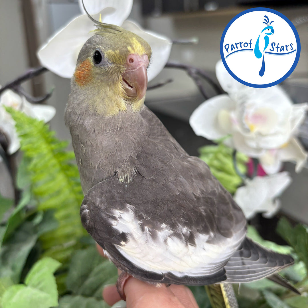 Cockatiel - Grey - Male #PS4684