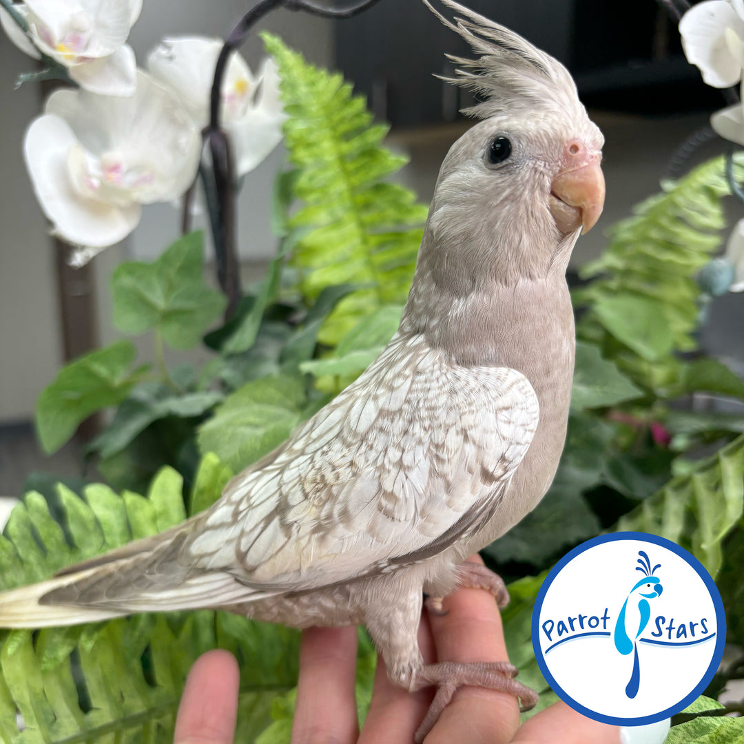 Cockatiel - White Face Cinnamon Pearl - Male #PS4685