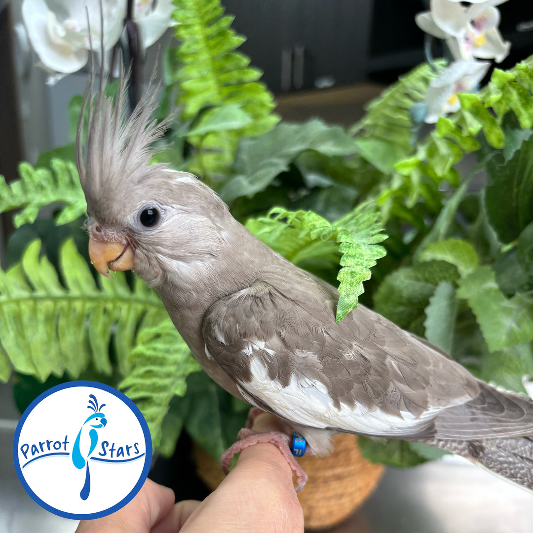 Cockatiel - Cinnamon - Male #PS4686