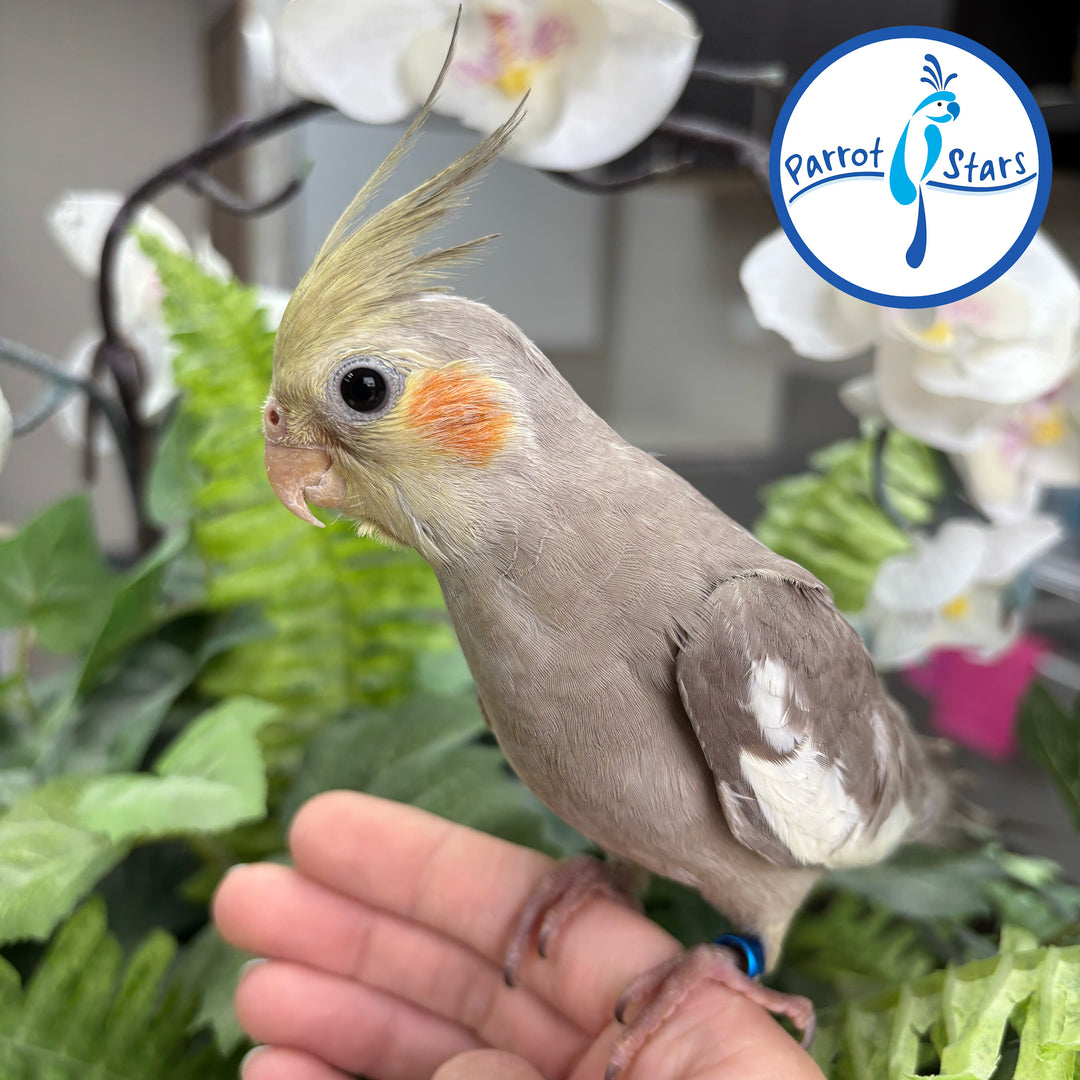 Cockatiel - White Face Cinnamon Pearl - Female #PS4687