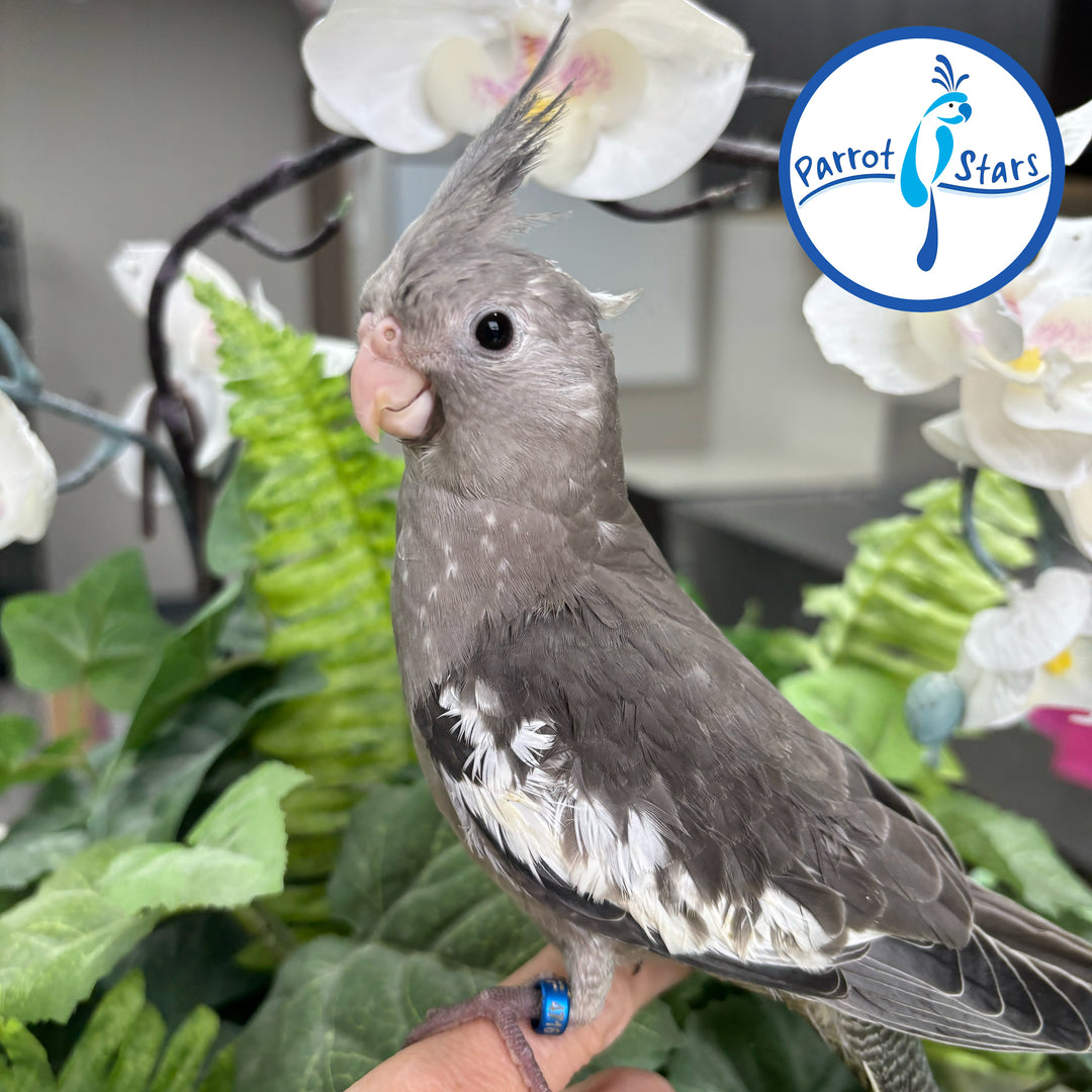 Cockatiel - White Face Grey - Male #PS4716