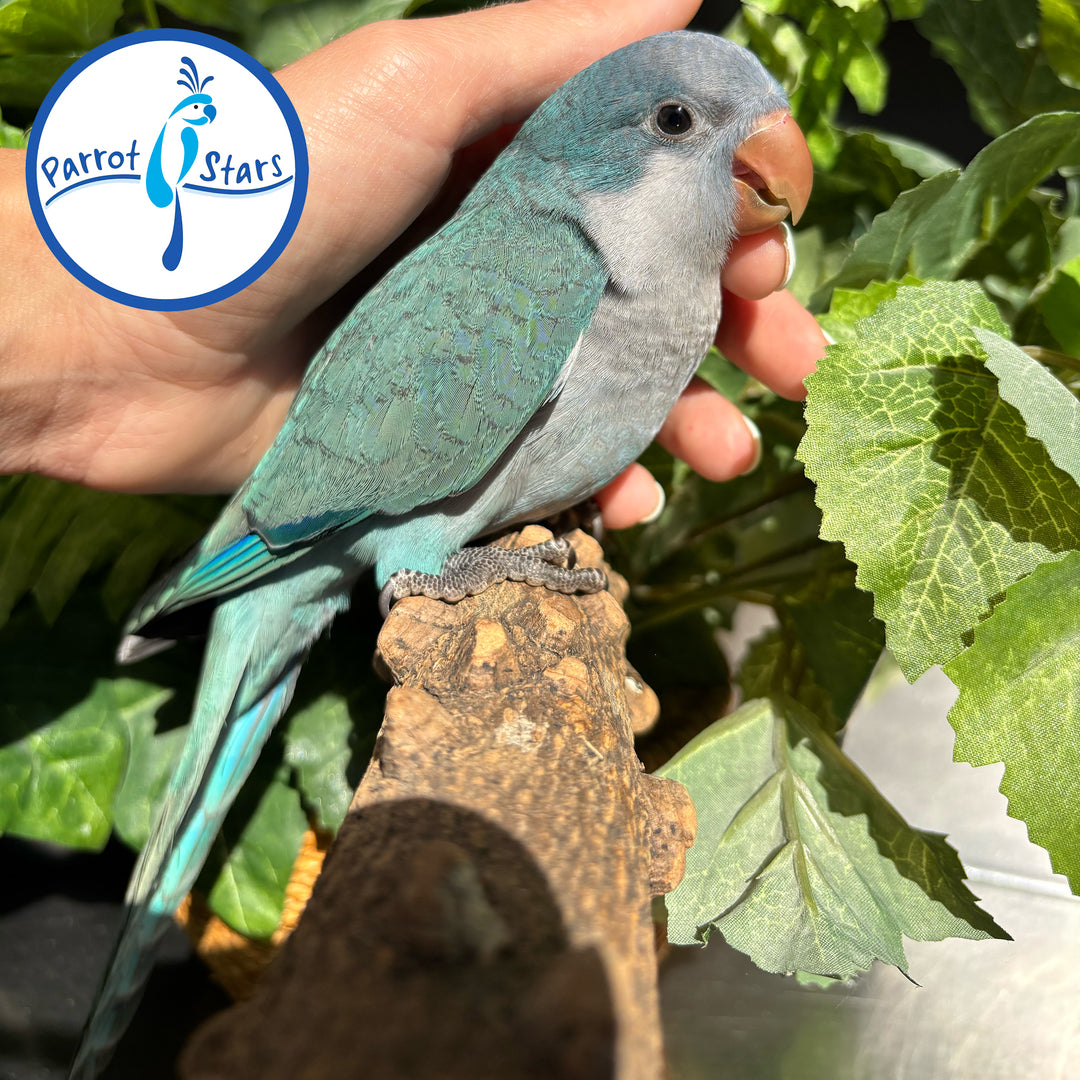 Quaker - Blue - Male #PS5507