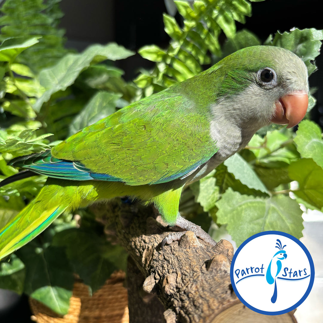 Quaker - Green - Female #PS5510