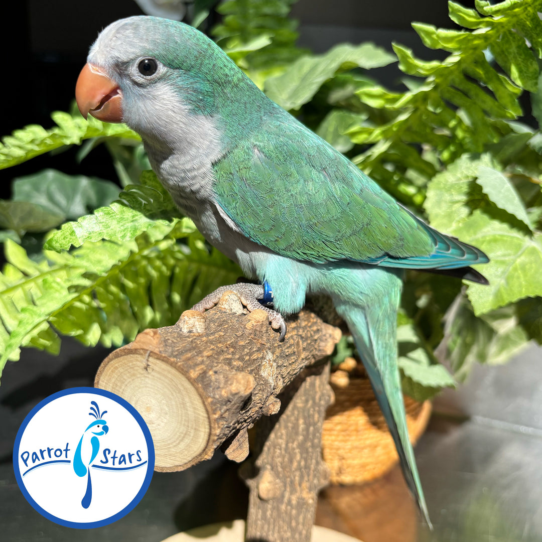 Quaker - Turquoise - Male #PS5516