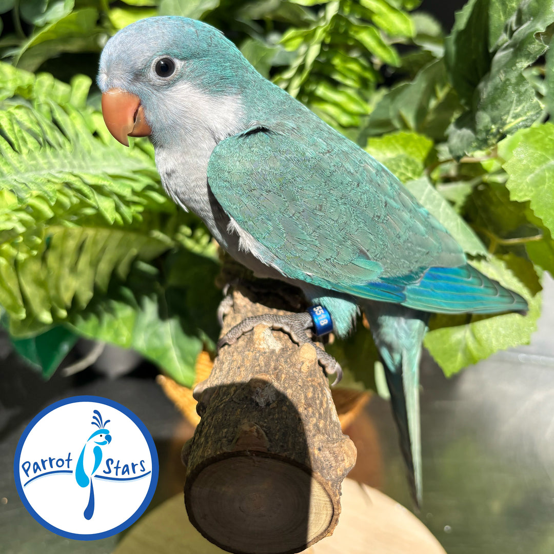 Quaker - Blue - Male #PS5518