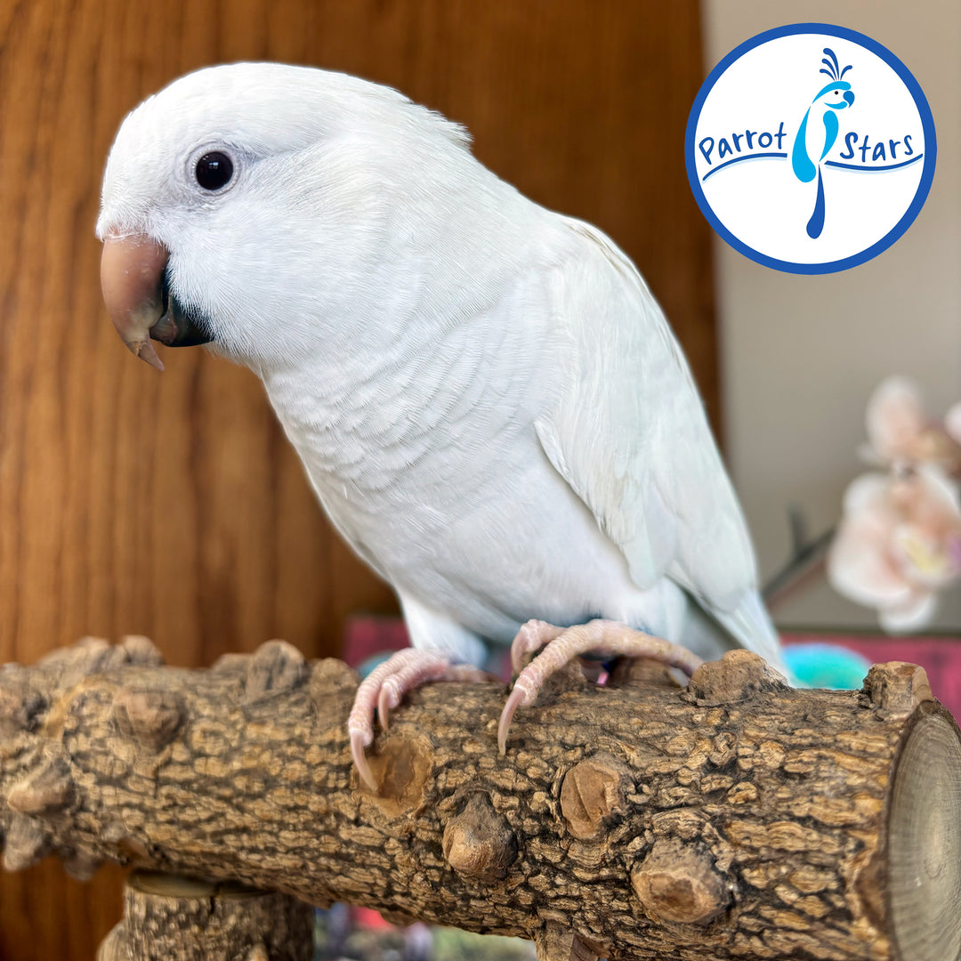 Quaker - Albino- Female #PS6016