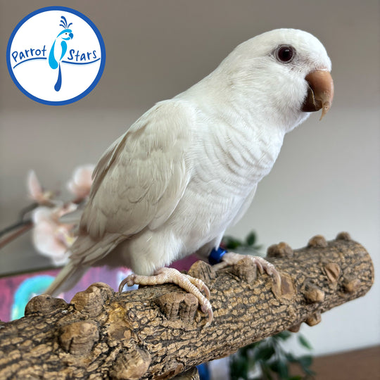 Quaker - Albino - Female #PS6037