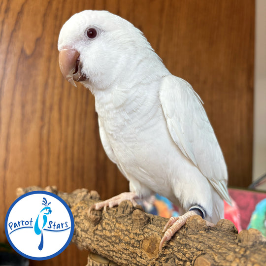 Quaker - Albino - Male #PS6343