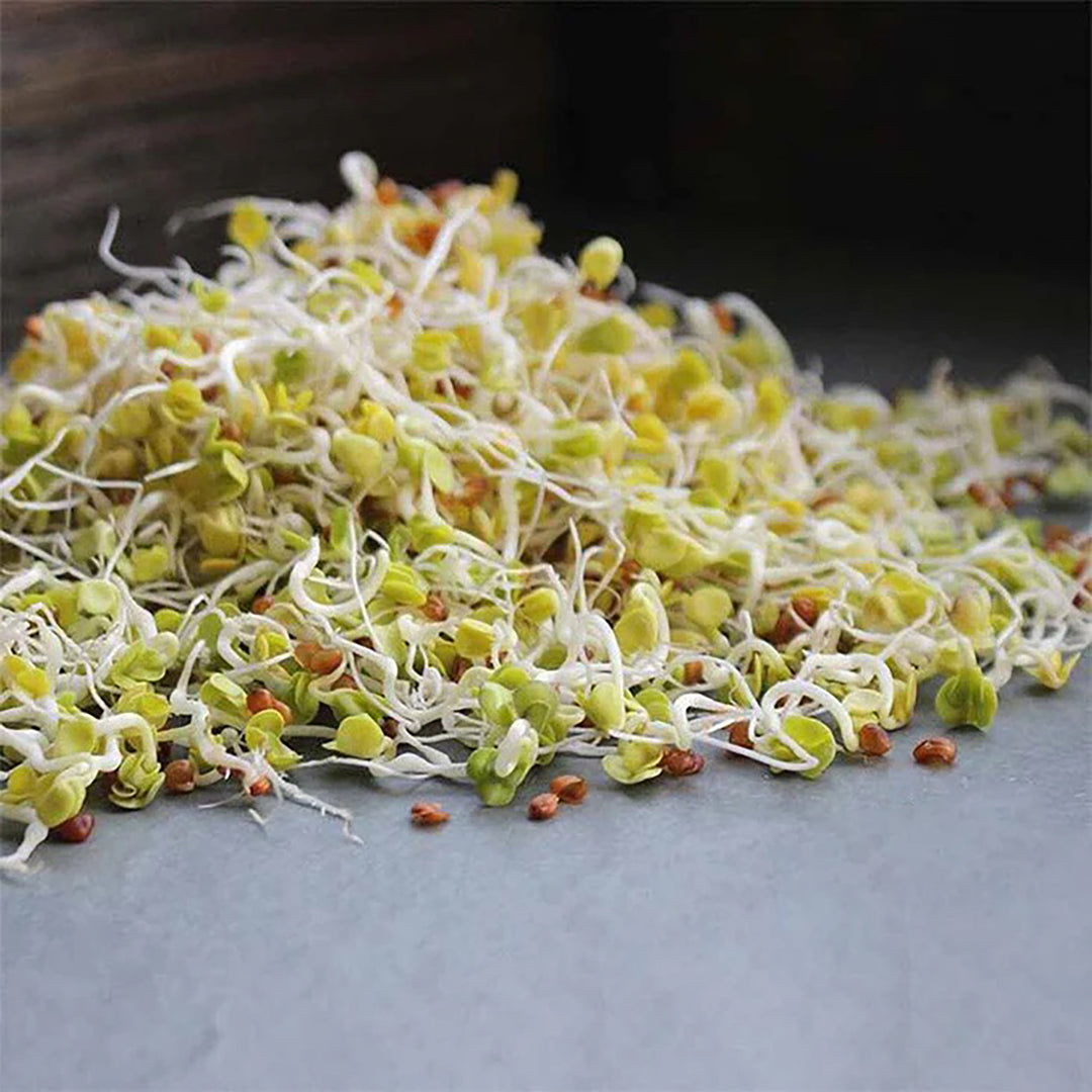 Handy Pantry Sprouting Seeds Radish Daikon Minowase Organic - 4oz