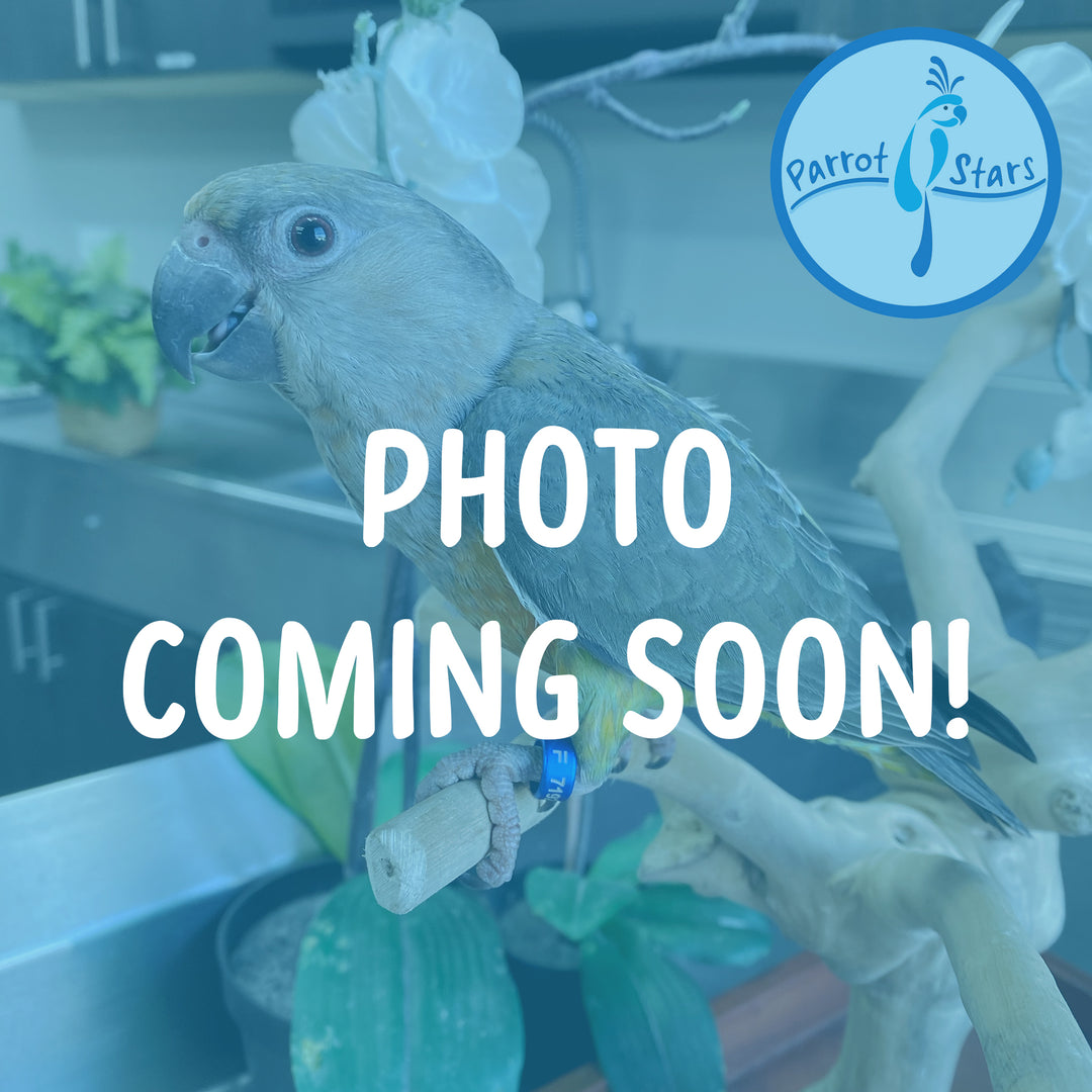 Red-Bellied Parrot - Female #PS7239