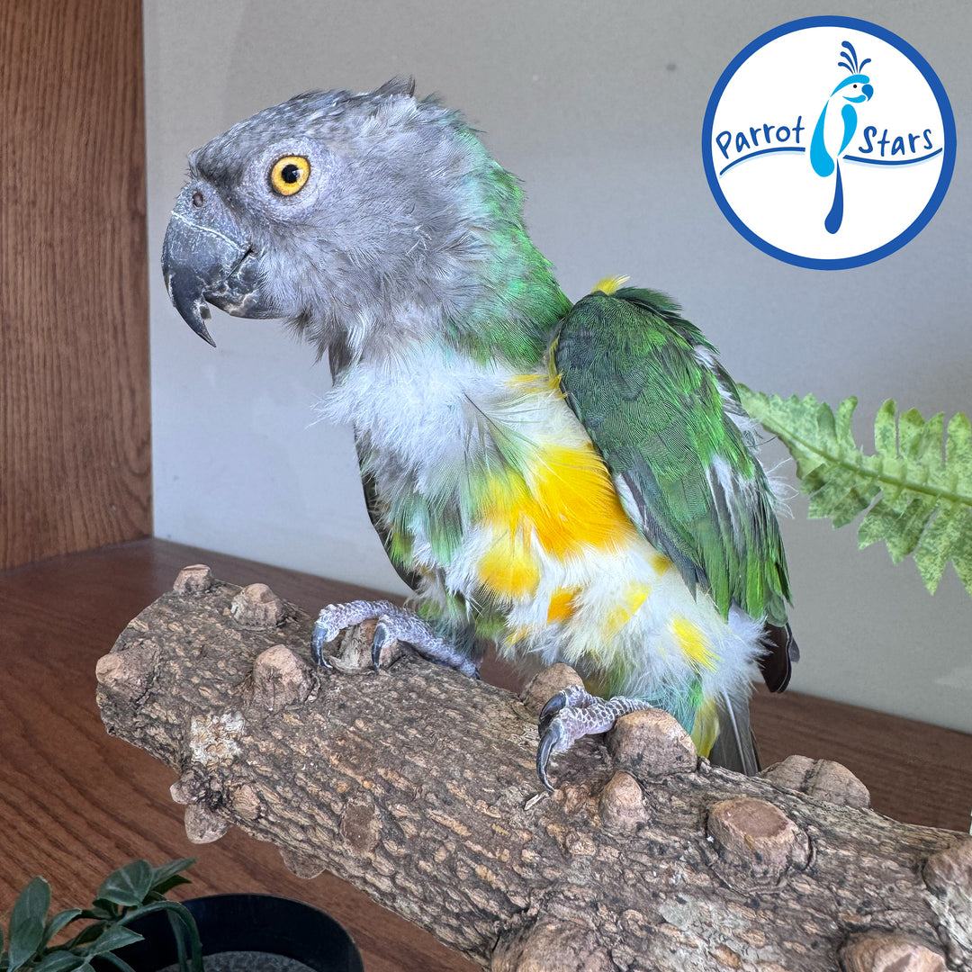 Senegal Parrot - Female #PS-FX2879