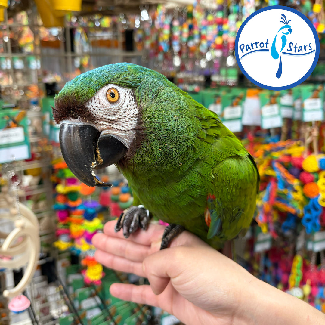 Severe Macaw - Male #PS-Severe02-06