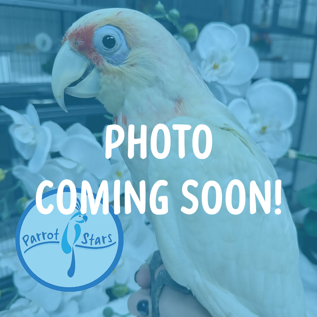 Slender-Billed Cockatoo - Male #PS1180