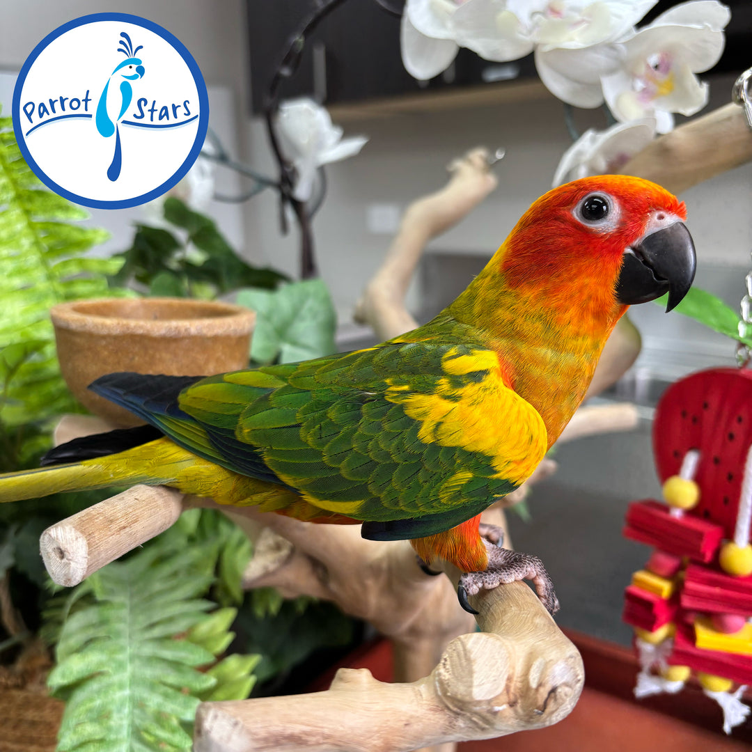 Sun Conure - Red Factor - Female #PS6455
